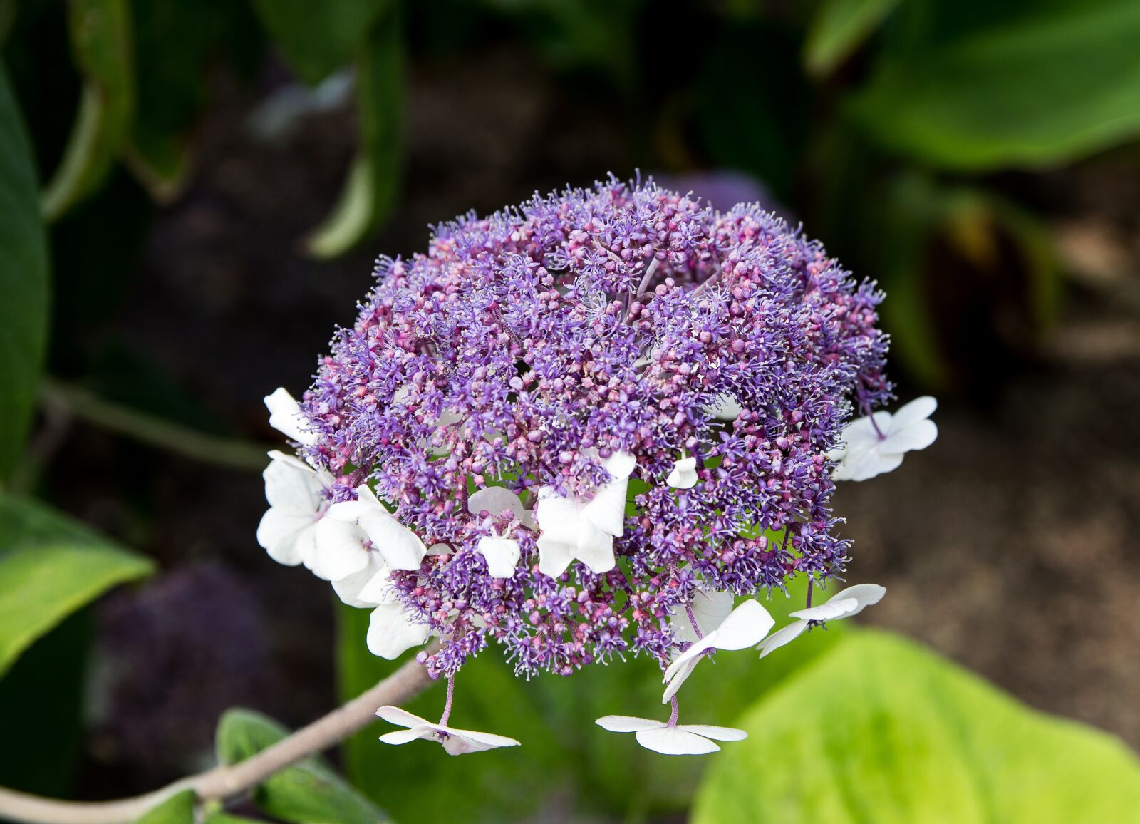 Canon EOS 80D sample photo. Hydrangea, flower, plant photography