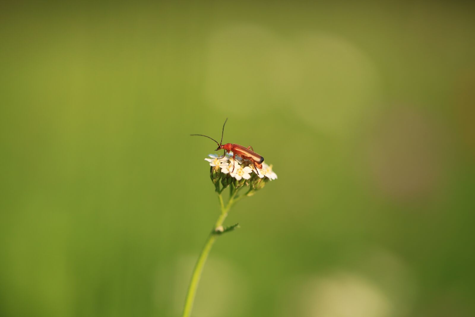 Canon EOS 5D Mark III sample photo. Beetle, flower, insect photography
