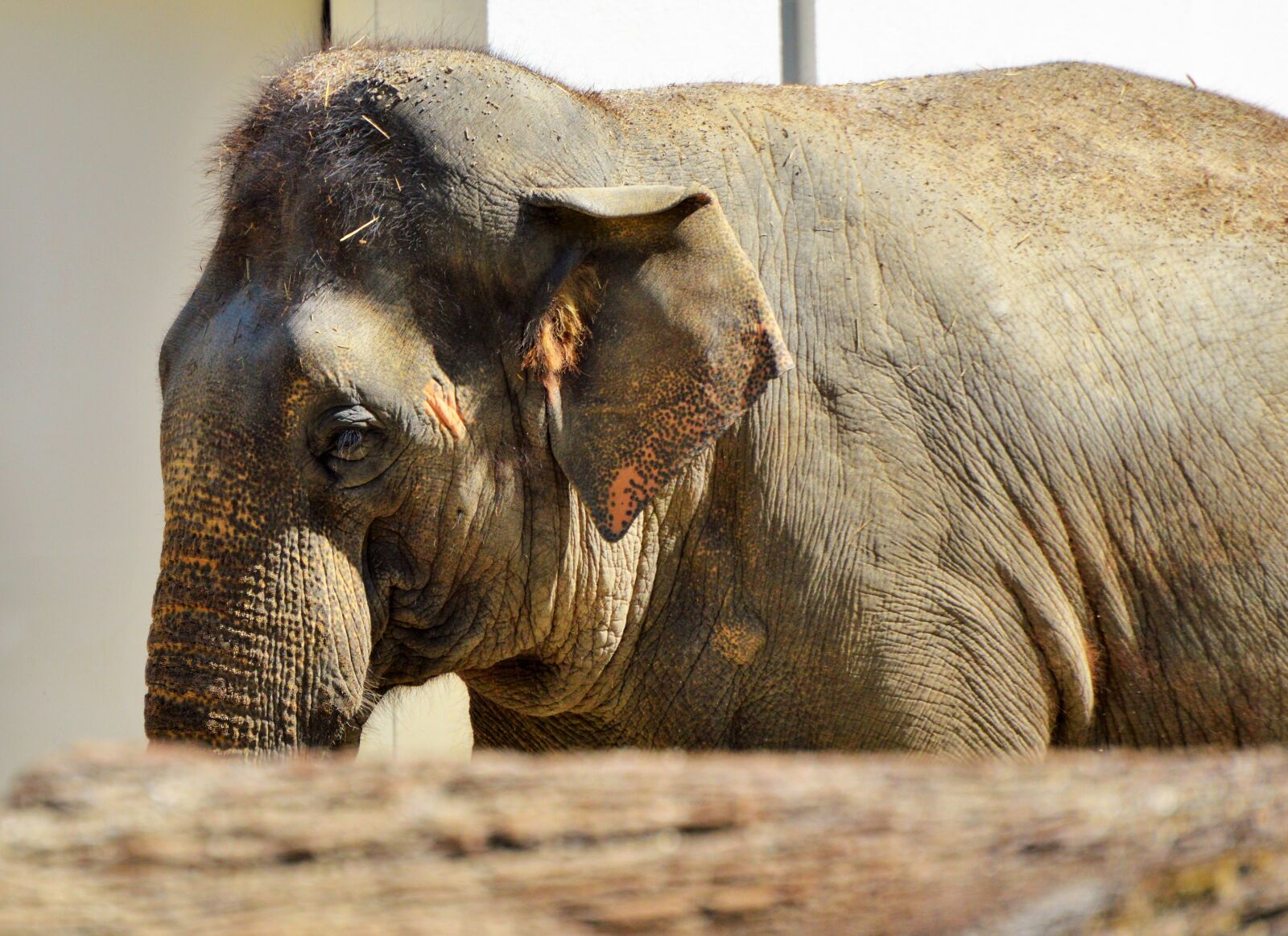 Nikon D3200 sample photo. Elephant, pachyderm, african bush photography