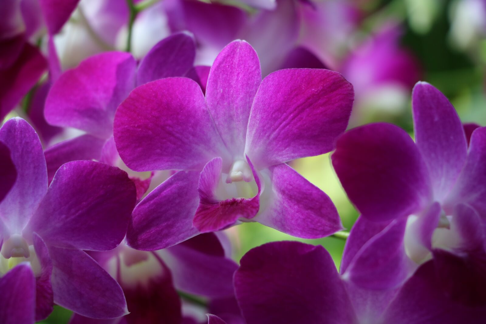 Canon EOS 750D (EOS Rebel T6i / EOS Kiss X8i) sample photo. Orchid, purple, garden photography