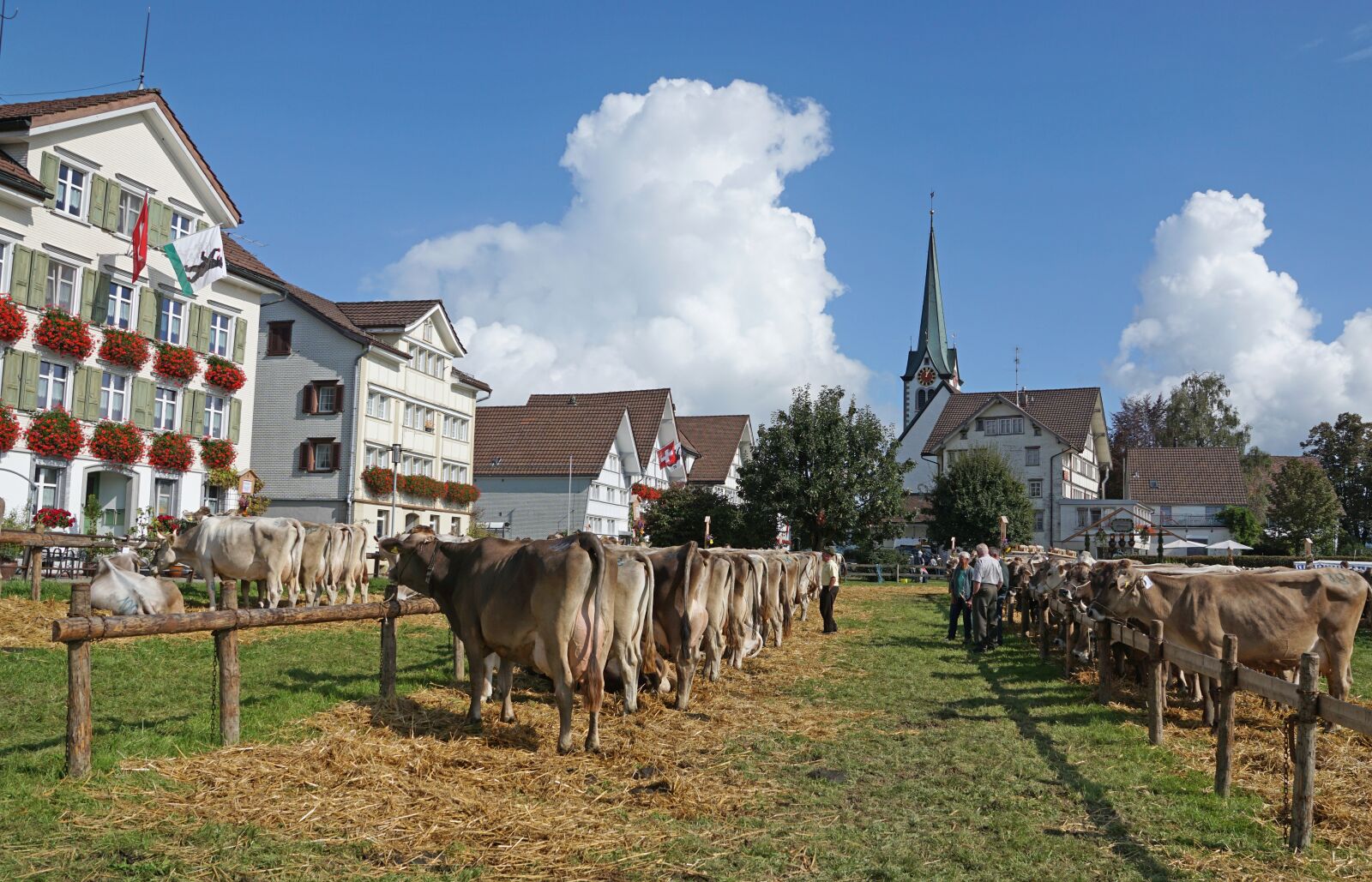 Sony DT 16-50mm F2.8 SSM sample photo. Cattle show, customs, appenzellerland photography