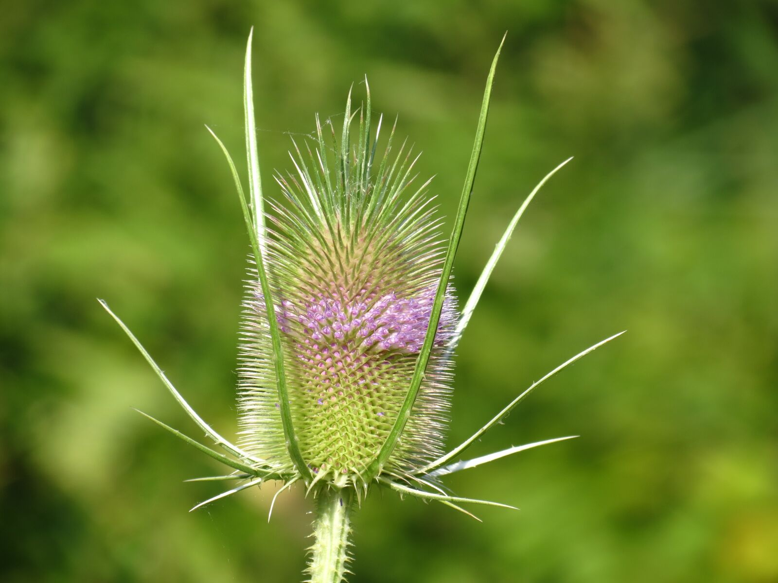 Canon PowerShot SX40 HS sample photo. Wild teasel, flowers, plant photography