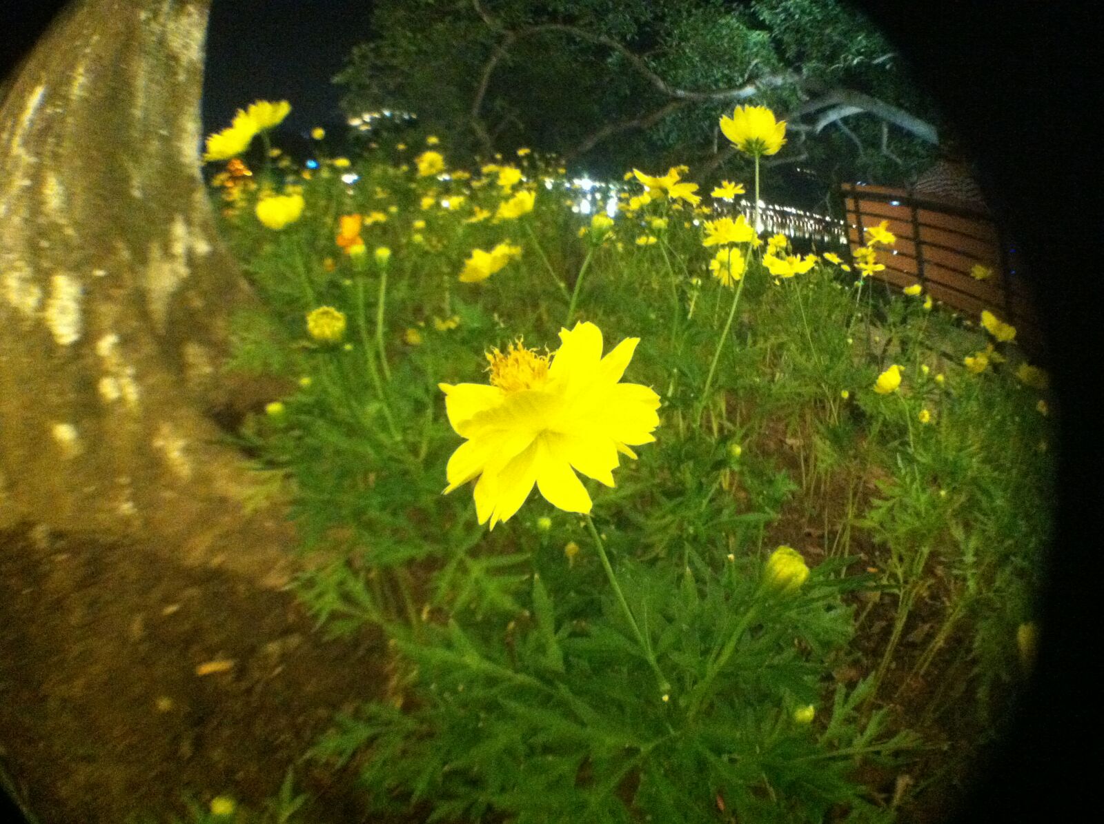 iPhone 4 back camera 3.85mm f/2.8 sample photo. Flower, flowers photography