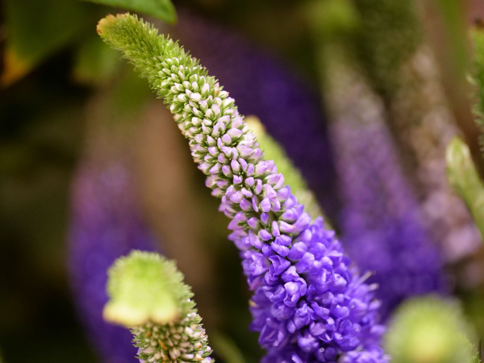 Panasonic Lumix DC-GH5 sample photo. Flower, close up, blue photography