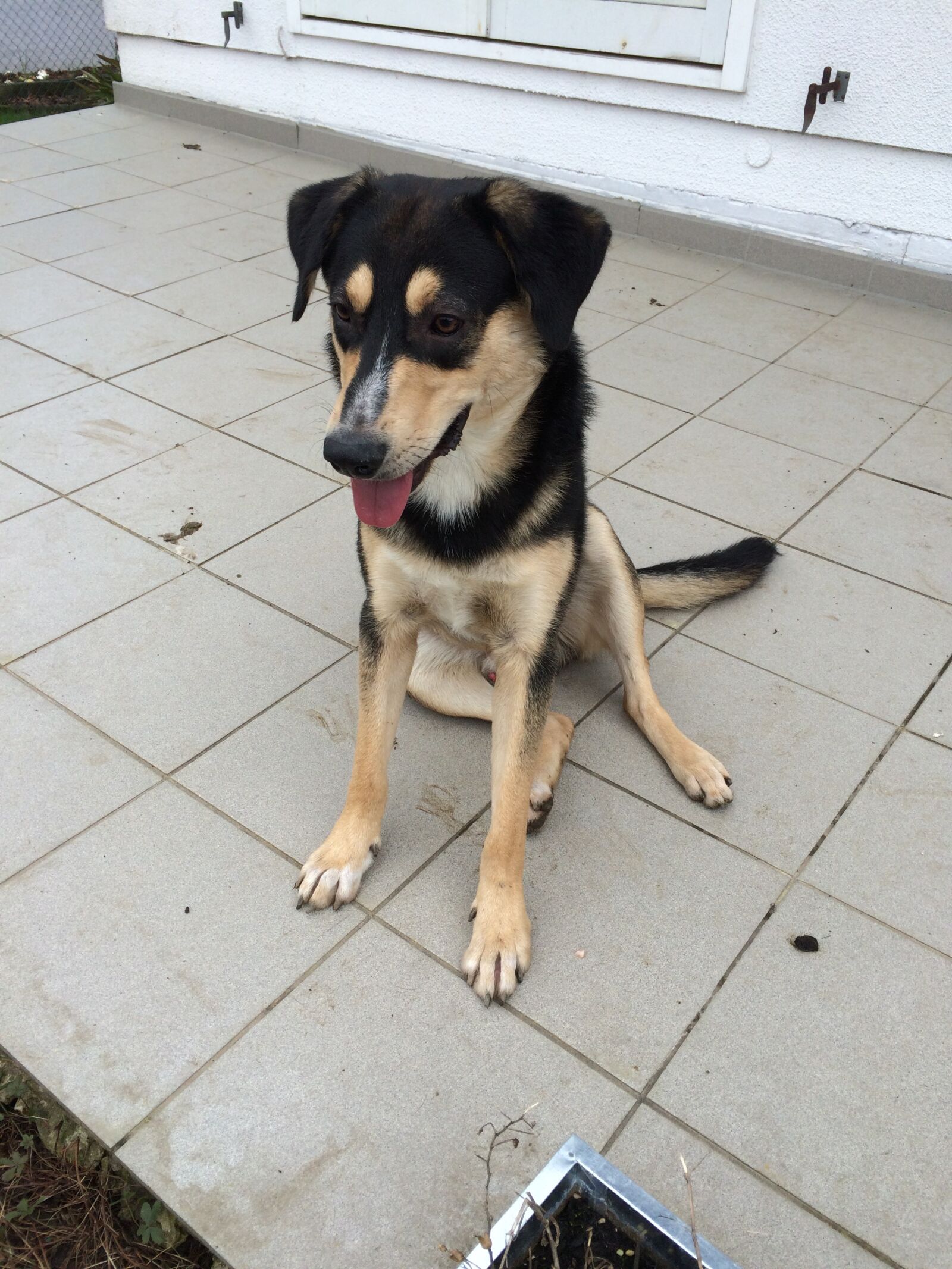 iPhone 5s back camera 4.15mm f/2.2 sample photo. Mixed breed dog, dog photography