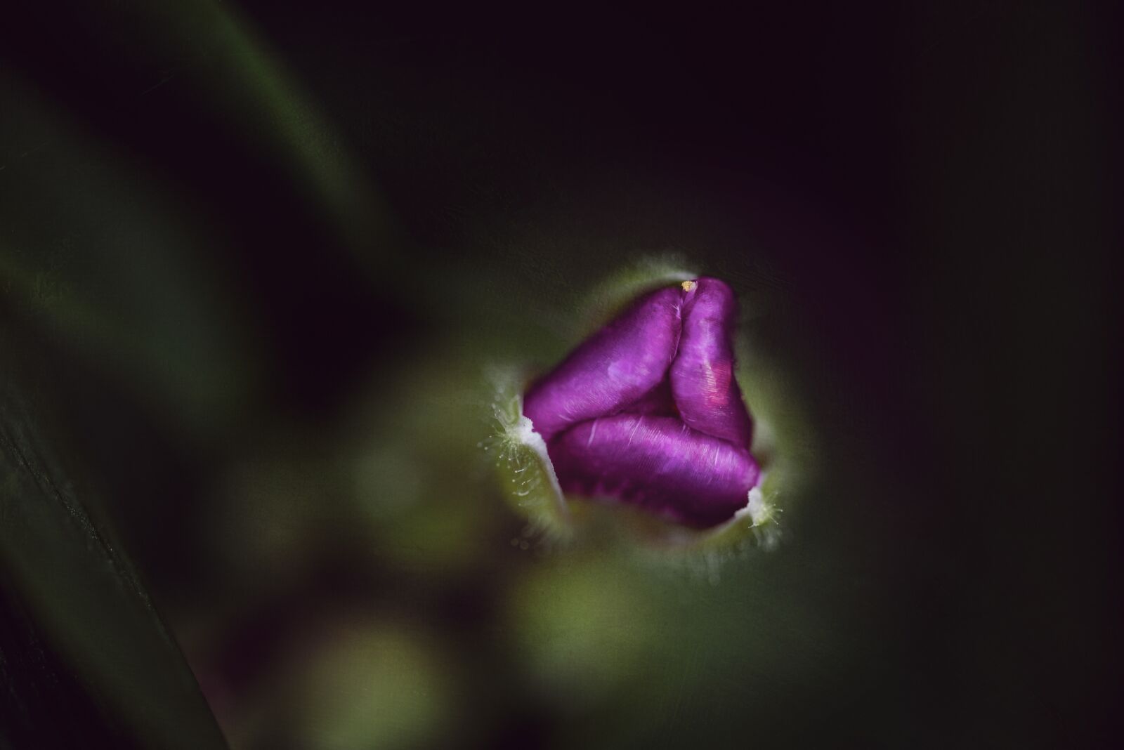 Nikon D750 sample photo. Bud, purple, bloom photography