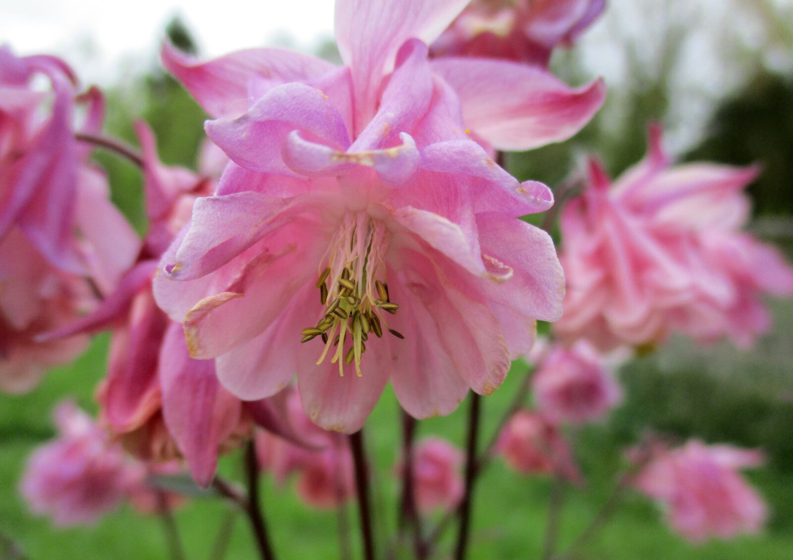 Canon IXUS 185 sample photo. Columbine, flower, pink photography