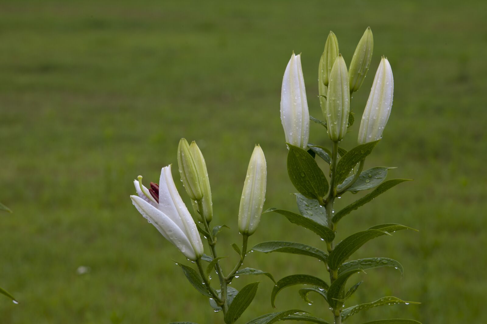 Canon EOS 5D sample photo. Nature, plants, park photography