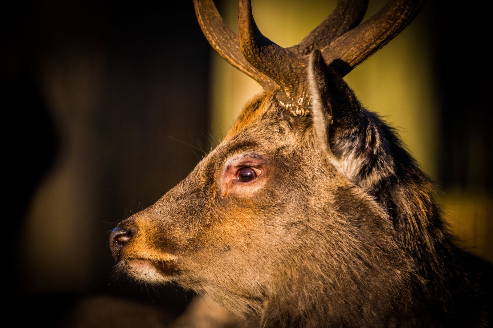150-600mm F5-6.3 DG OS HSM | Contemporary 015 sample photo. Roe deer, hirsch, red photography