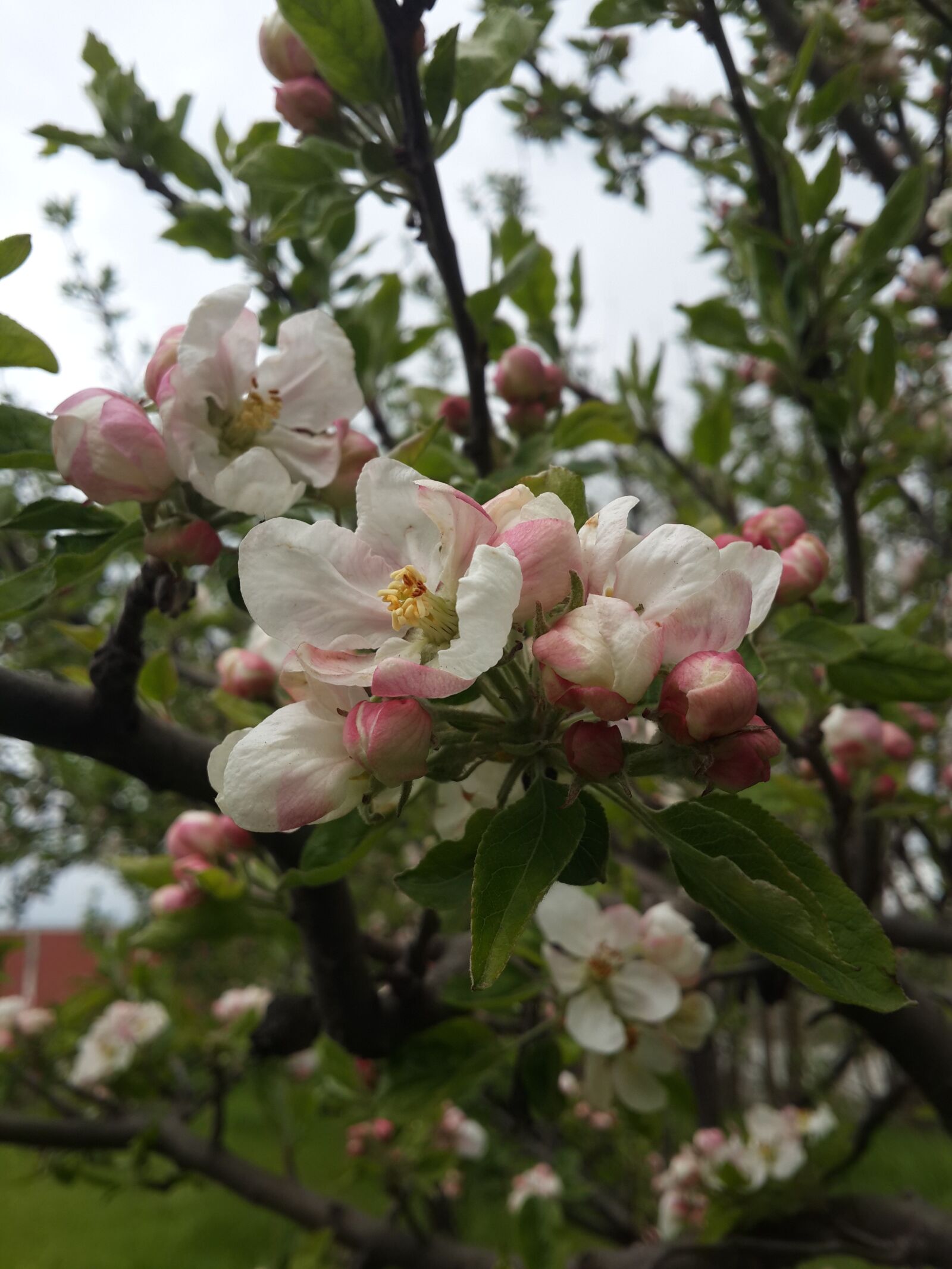 Samsung Galaxy S4 sample photo. Flower, apple blossom, spring photography