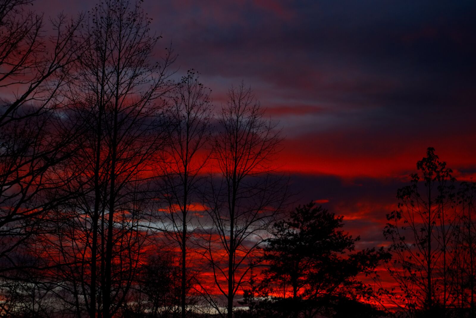 Canon EOS 200D (EOS Rebel SL2 / EOS Kiss X9) sample photo. Sun, sunset, tree photography