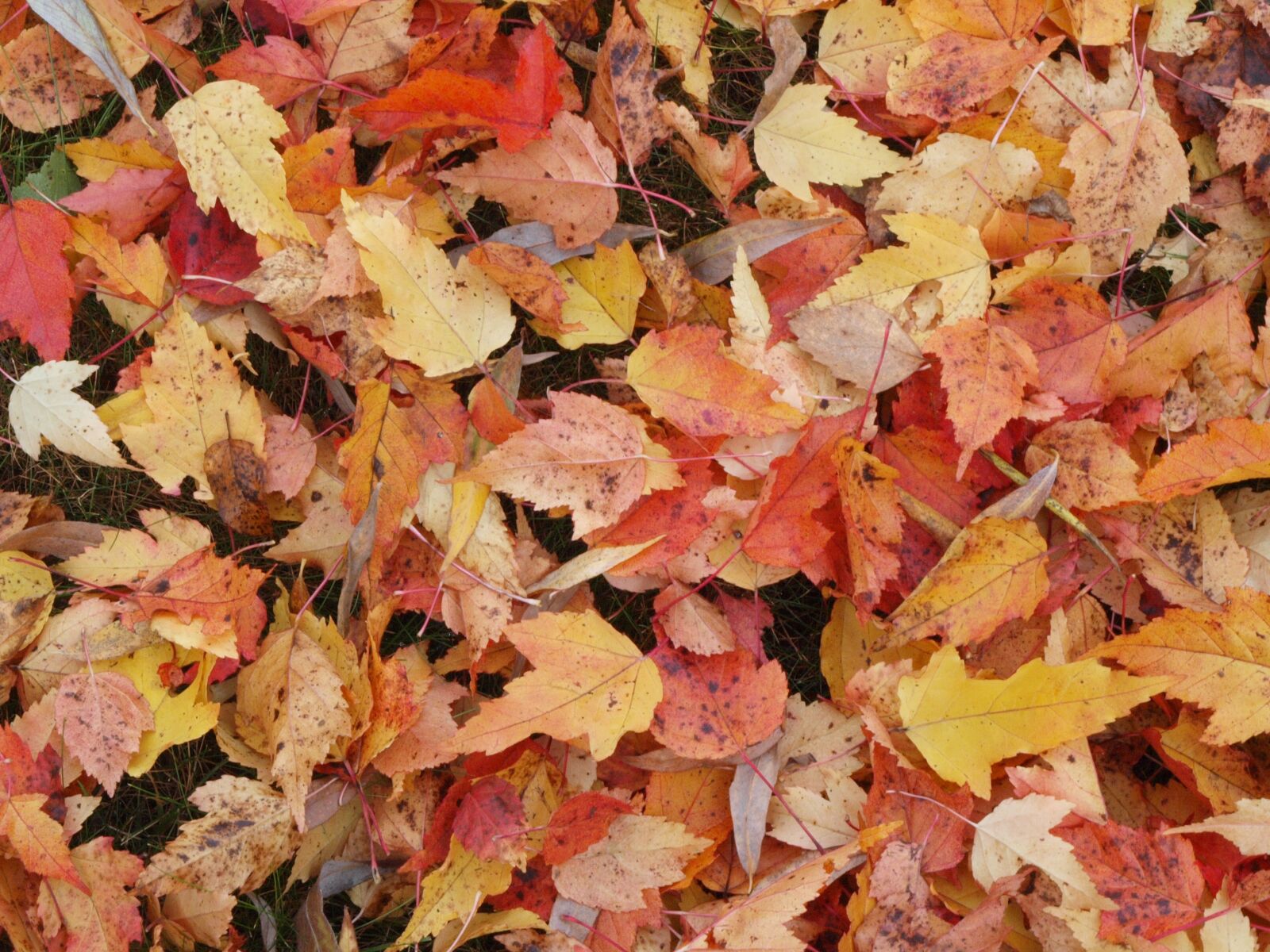 Olympus E-520 (EVOLT E-520) sample photo. Fallen leaves, autumn, yellow photography