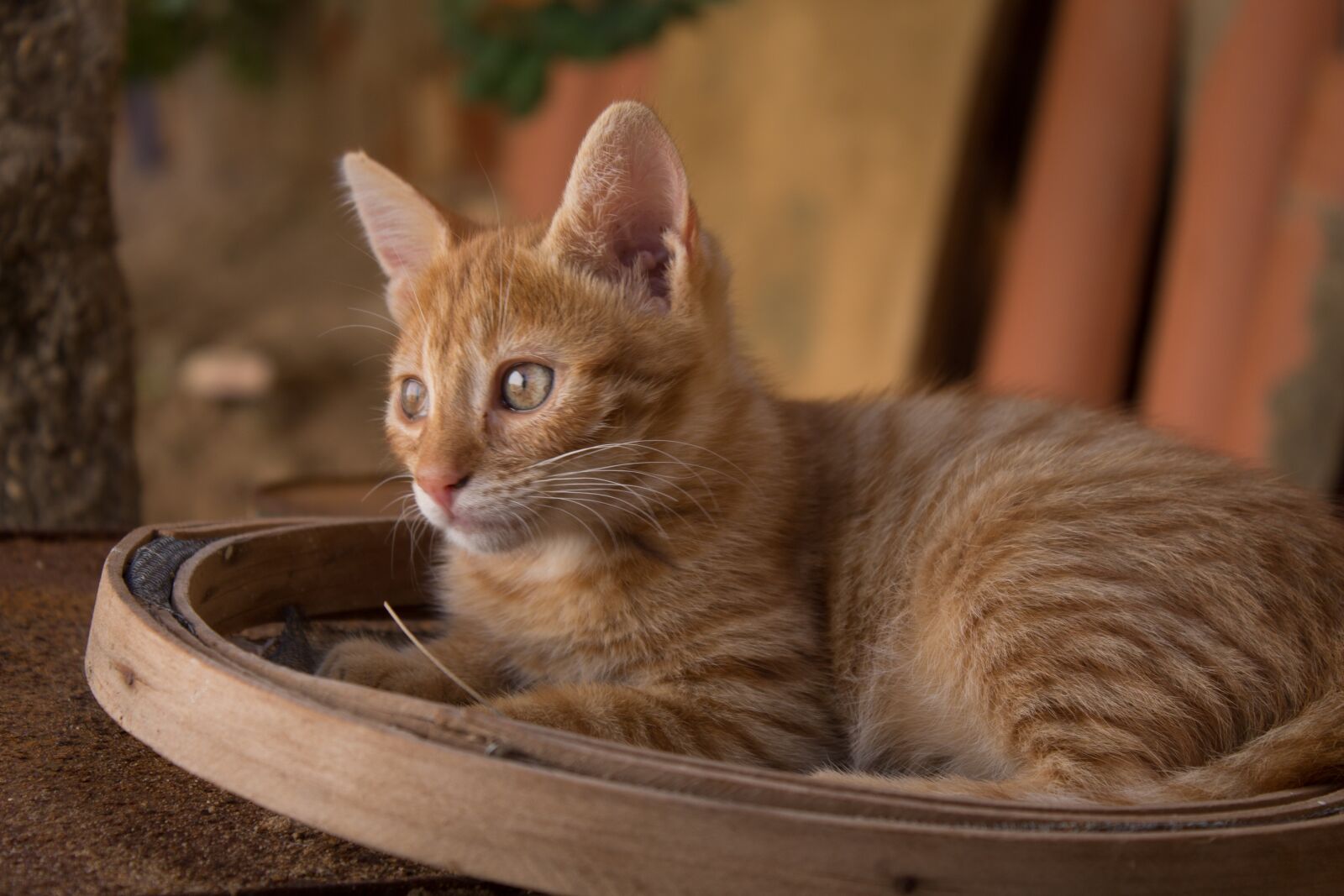 Canon EOS 1100D (EOS Rebel T3 / EOS Kiss X50) sample photo. Cat, feline, animal photography