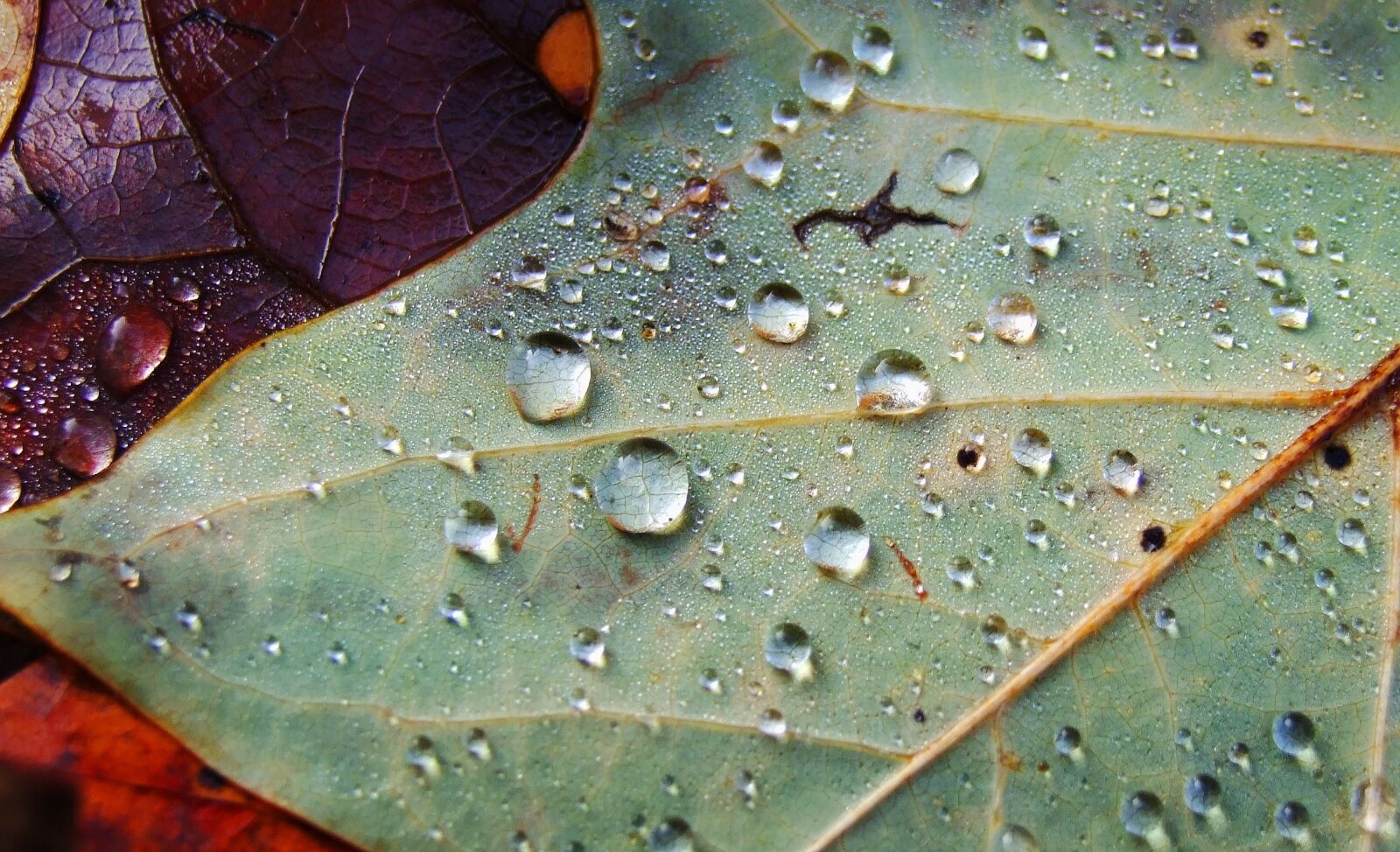 Fujifilm FinePix S6500fd sample photo. Leaf, drip, drop of photography