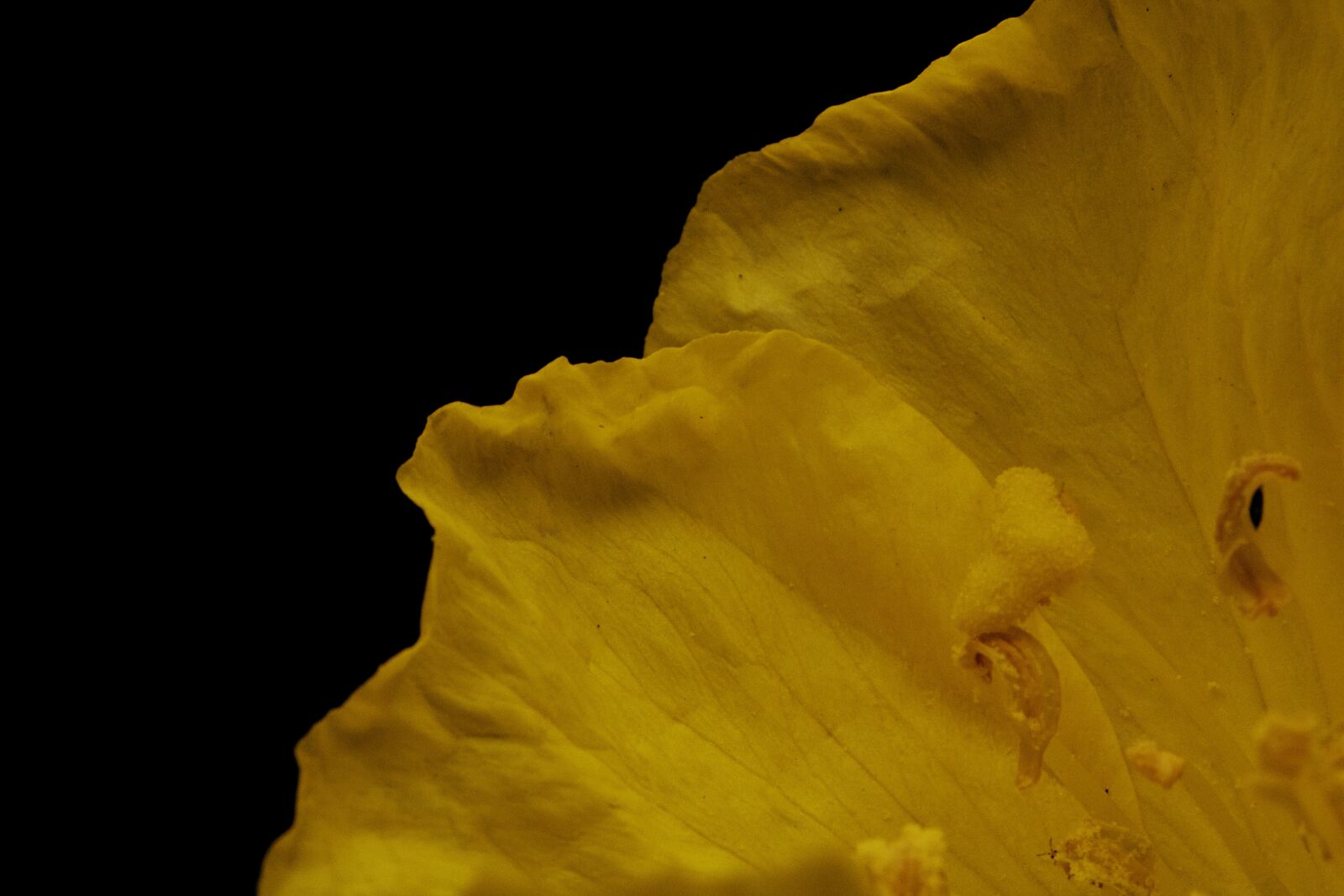 Canon EOS 750D (EOS Rebel T6i / EOS Kiss X8i) sample photo. Flower, petal, stem photography