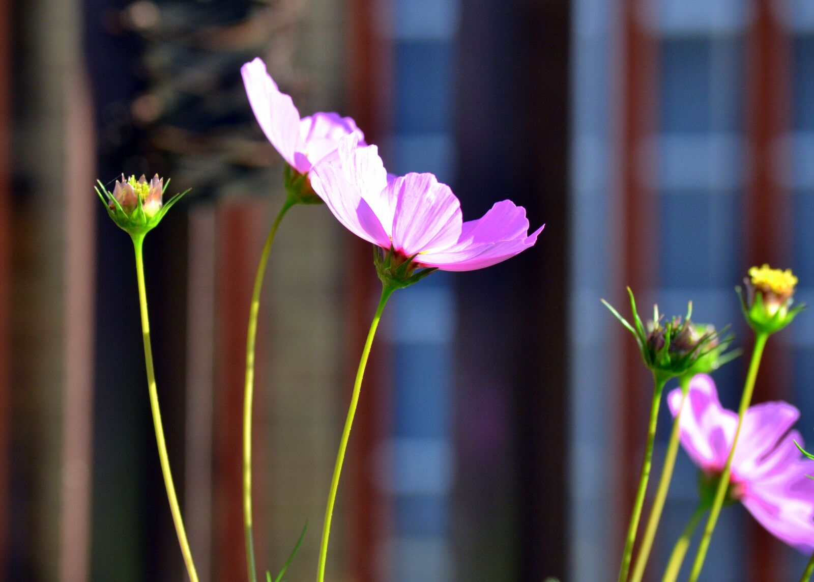 Nikon D3100 sample photo. Summer flowers, spring, pink photography