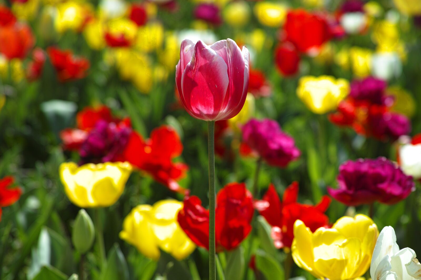 Sigma DP3 Merrill sample photo. Tulips, flower, flowers photography