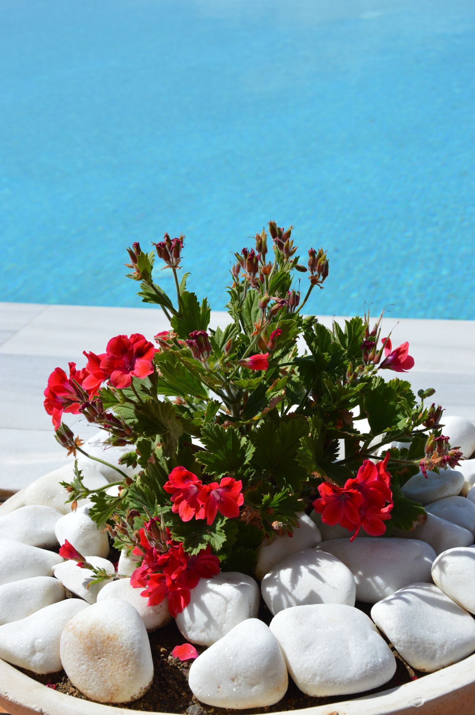 Nikon D3200 sample photo. Geranium, flowers, flower bowl photography