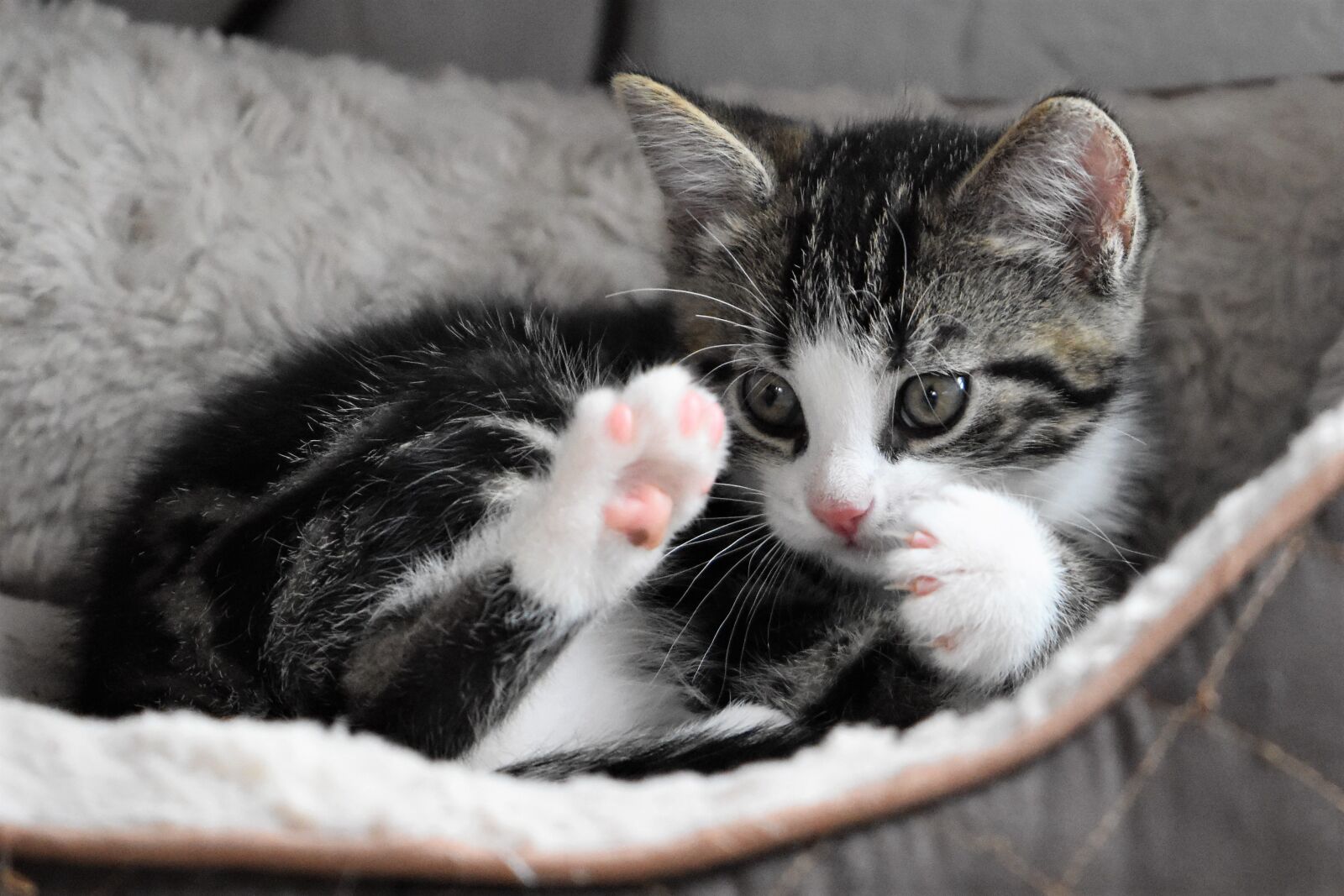 Nikon D5600 sample photo. Cat, kitten, small photography