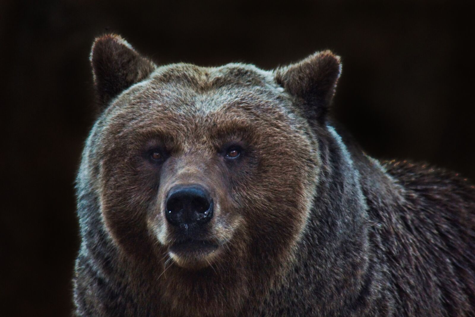 Sony SLT-A77 sample photo. Bear, pardo, animal photography