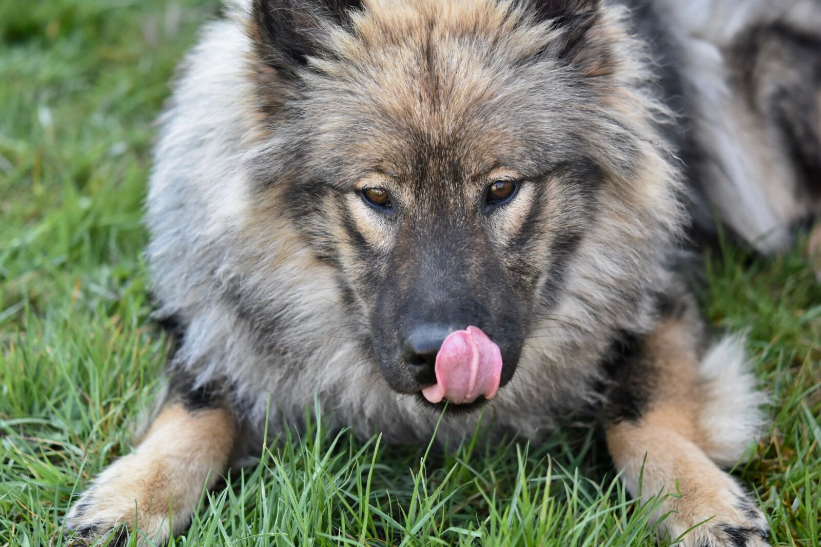 Nikon D5600 sample photo. Dog, dog eurasier, female photography