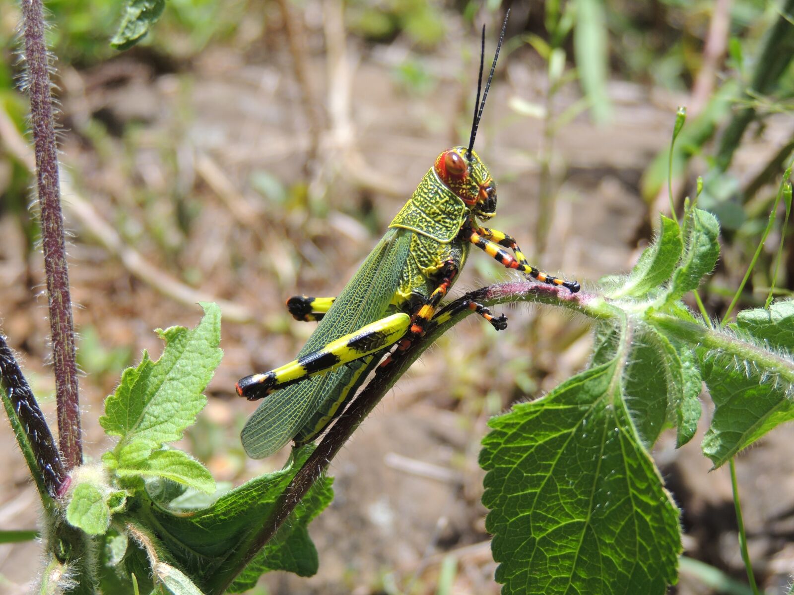 Nikon Coolpix P510 sample photo. Grasshopper, insect, cricket photography