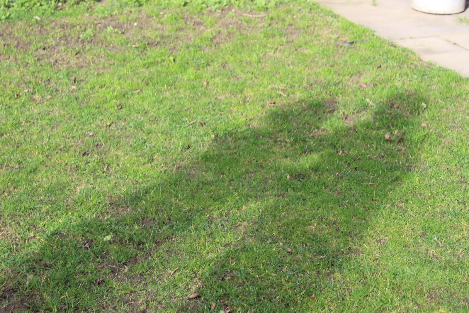 Canon EOS 4000D (EOS Rebel T100 / EOS 3000D) sample photo. Shadow, grass, sun photography