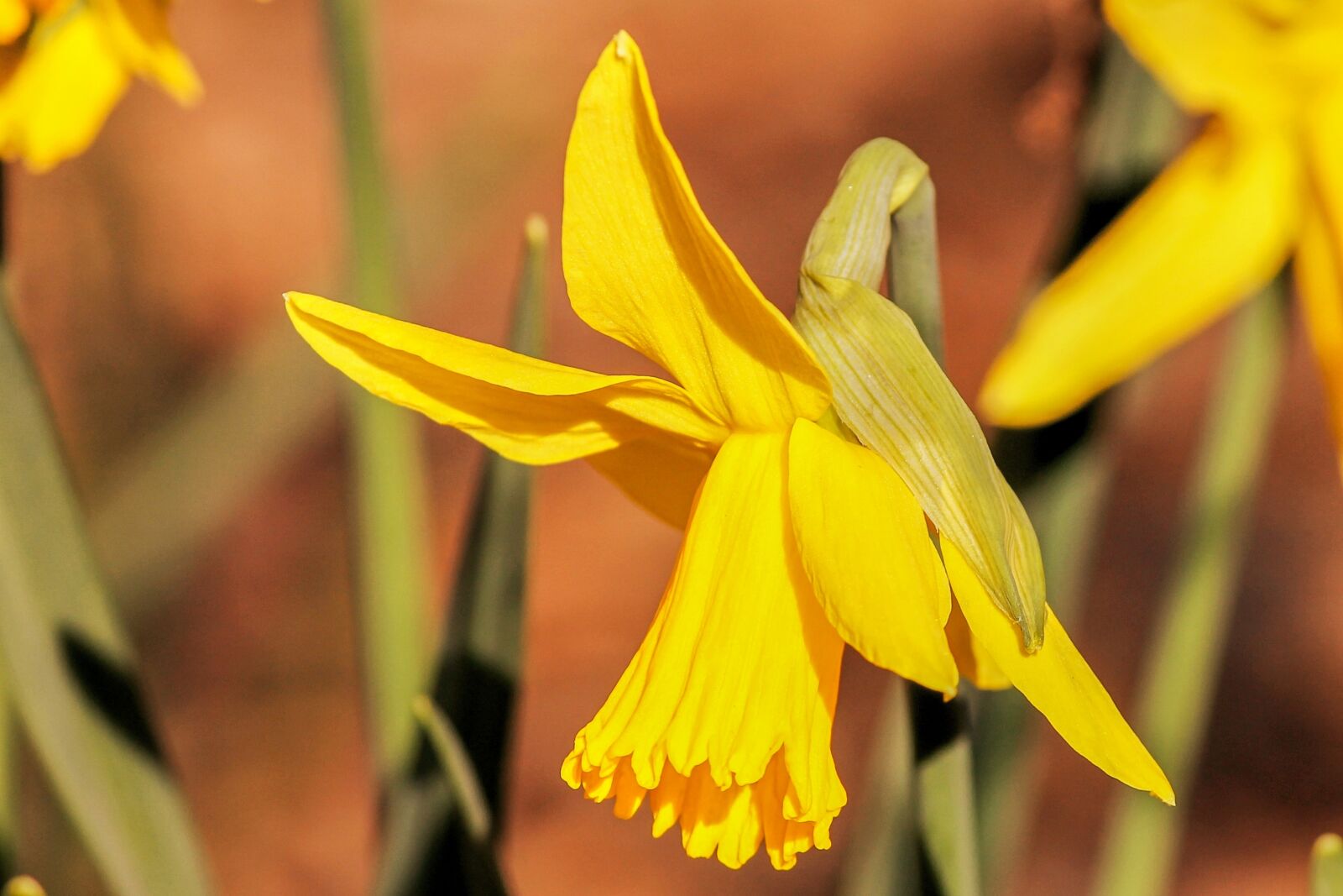 Canon EOS 1100D (EOS Rebel T3 / EOS Kiss X50) sample photo. Narcissus, daffodil, spring flower photography