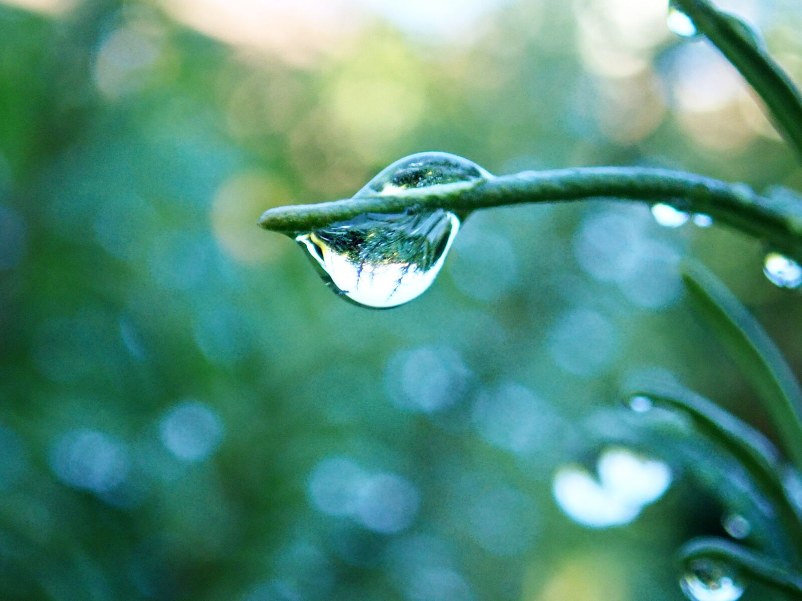 Olympus TG-5 sample photo. Raindrops, plant, leaves photography