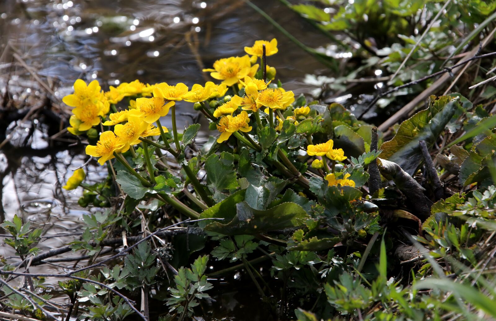 Canon EF 28-300mm F3.5-5.6L IS USM sample photo. Marsh marigold, luhtarentukka, calthapalustris photography
