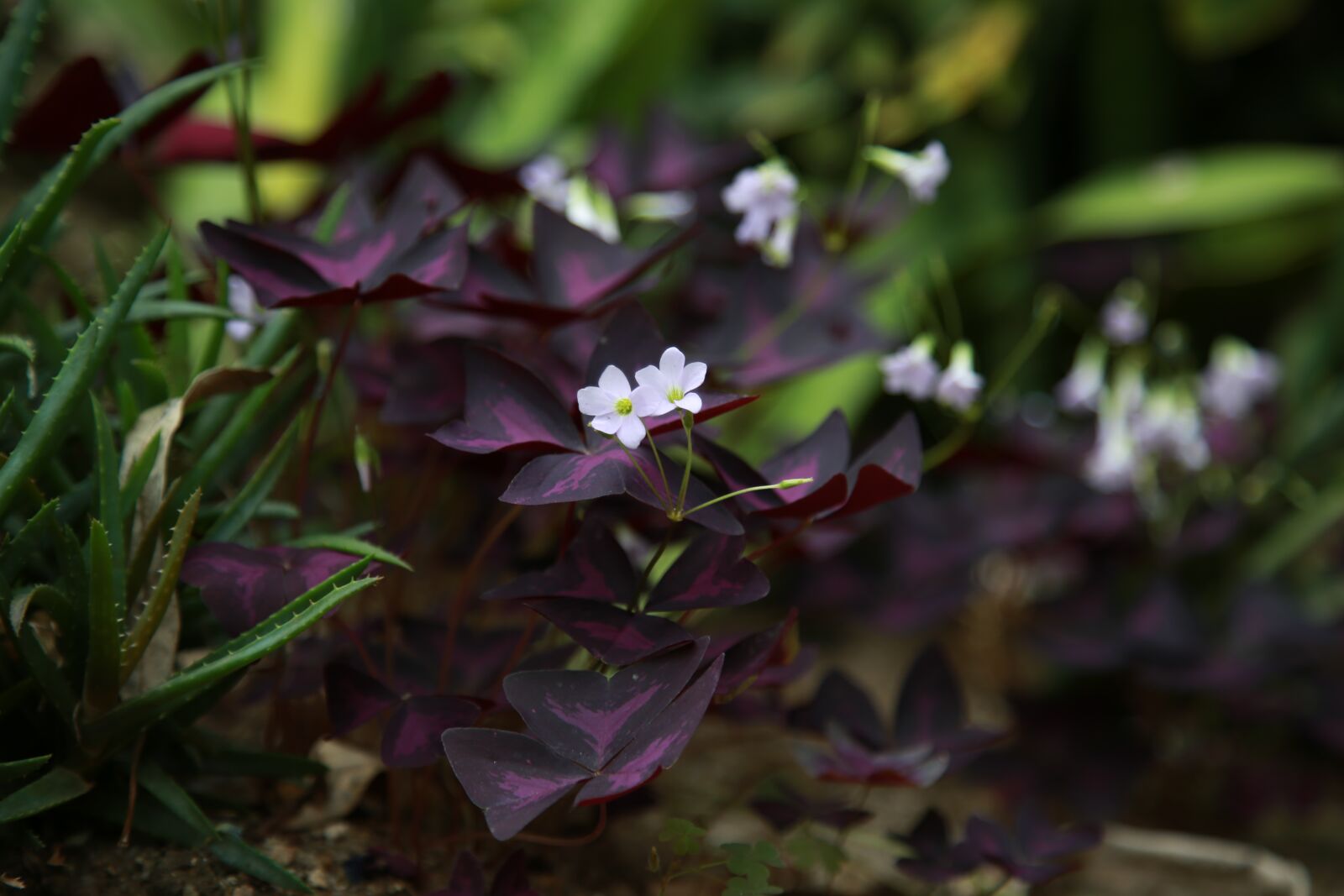 Canon EOS 6D + Canon EF 24-105mm F4L IS USM sample photo. Wildflower, flowers, plants photography
