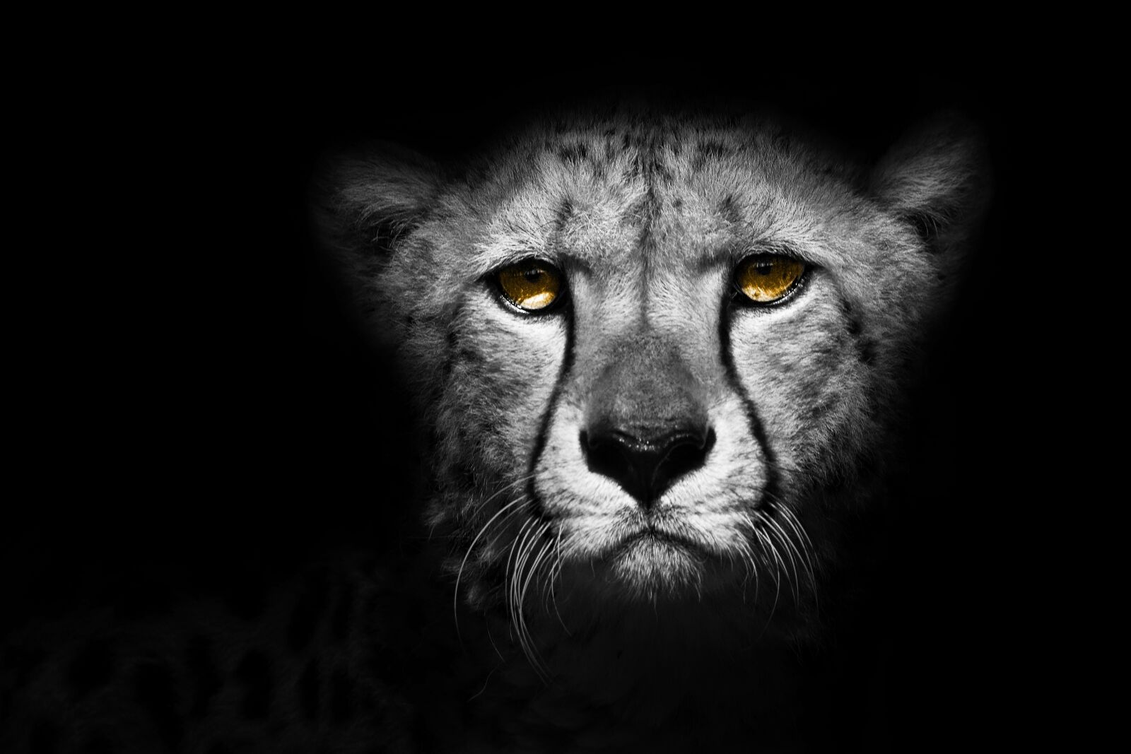Sony a6000 + E 60mm F2.8 sample photo. Animal, cheetah, exotic photography