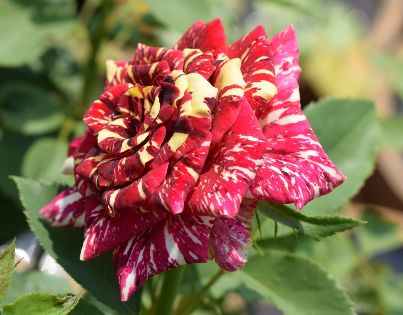 Nikon D5300 sample photo. Flowers, red rose, plants photography
