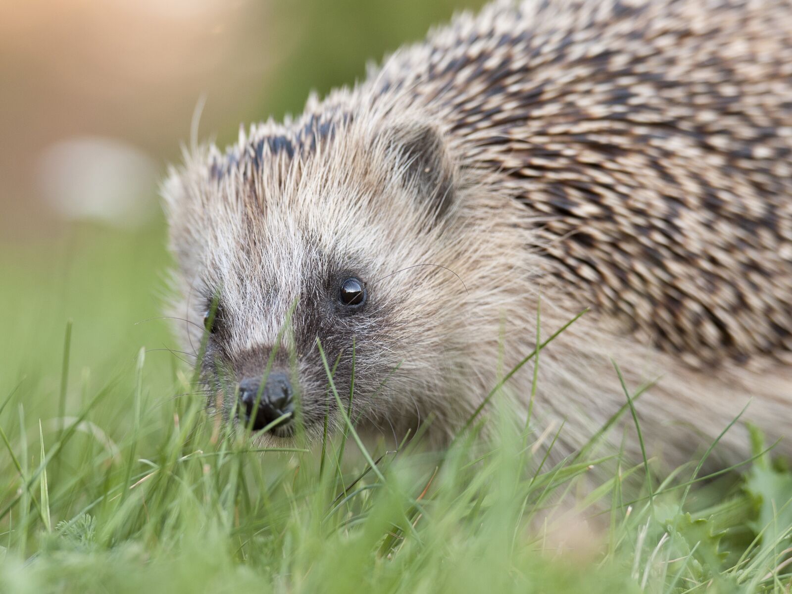 Nikon D90 sample photo. Hedgehog, nos, closeup photography
