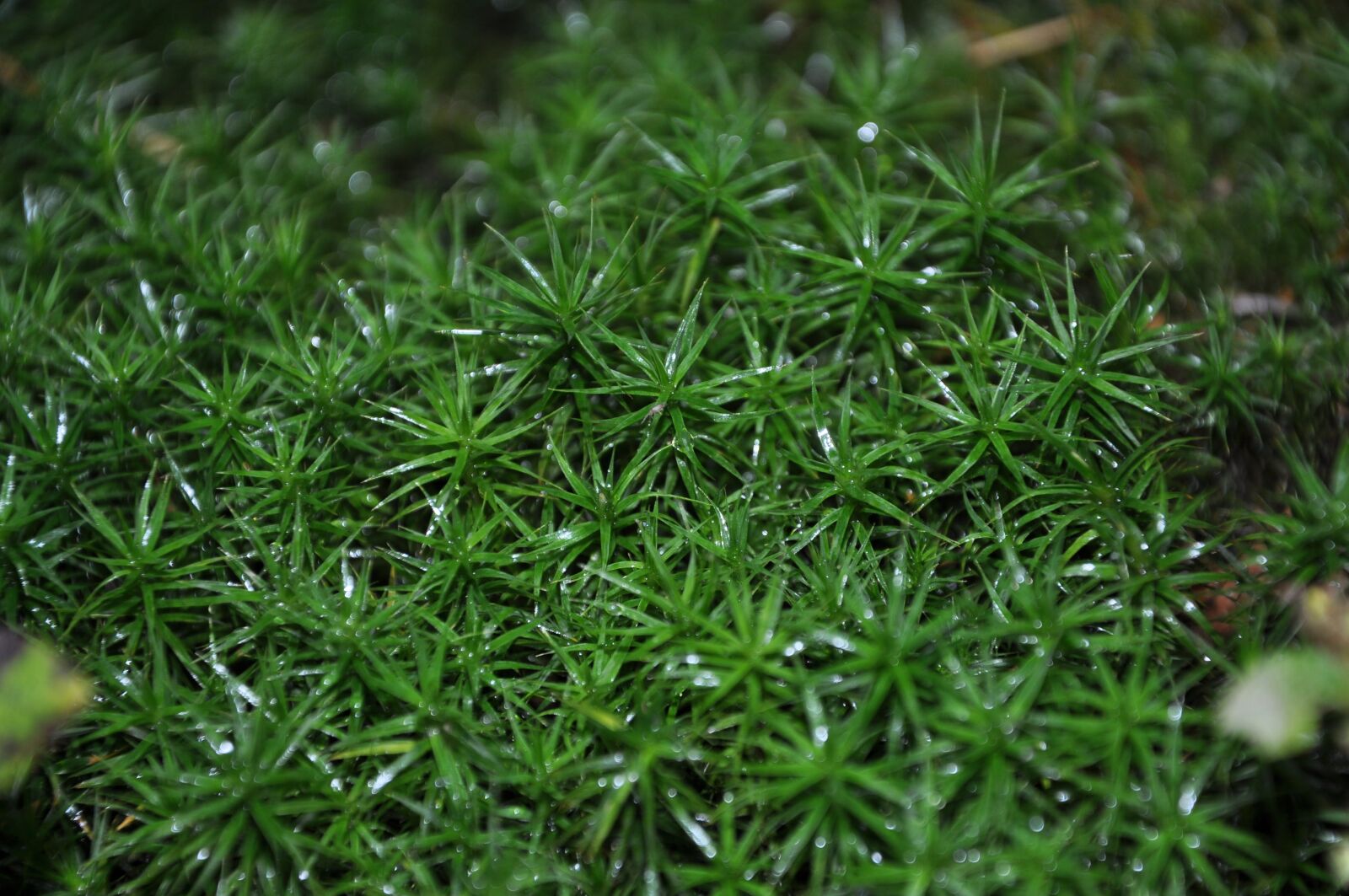 Nikon D90 sample photo. Moss, plant, flora photography