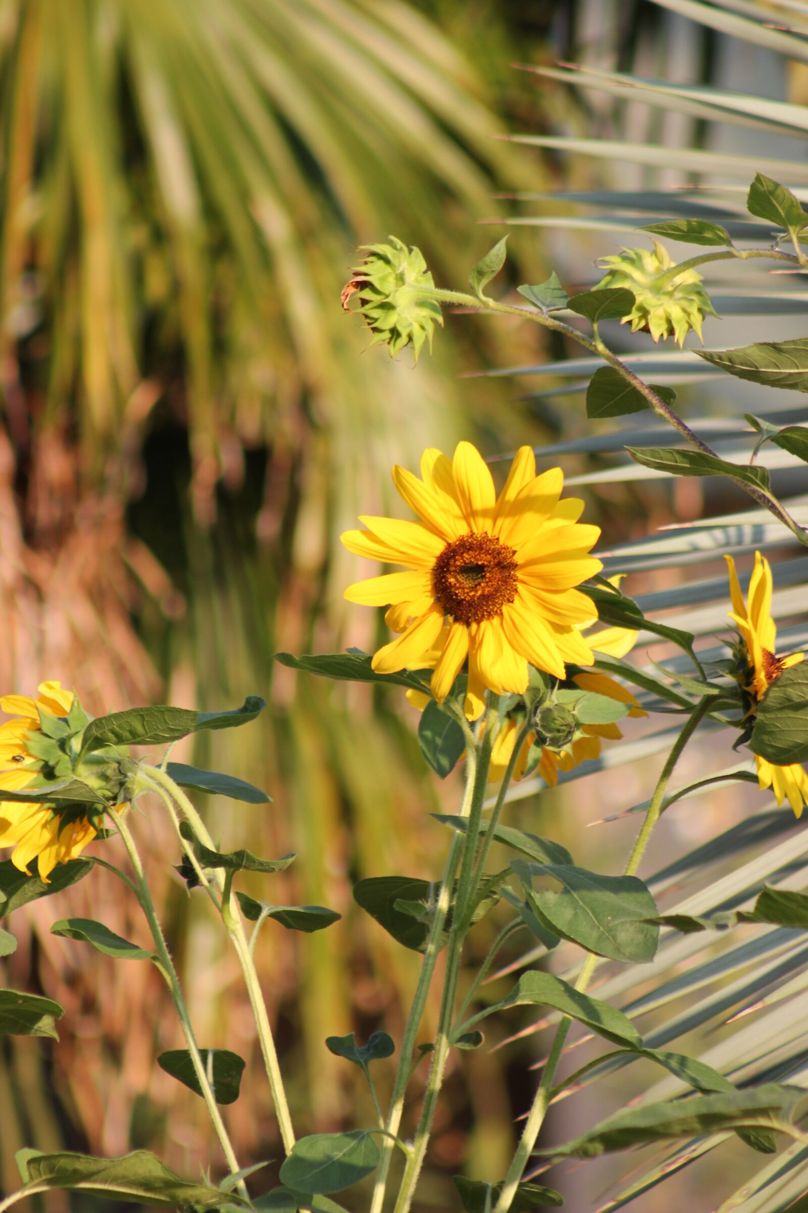 Canon EOS 550D (EOS Rebel T2i / EOS Kiss X4) sample photo. Sunflower, palm, light photography