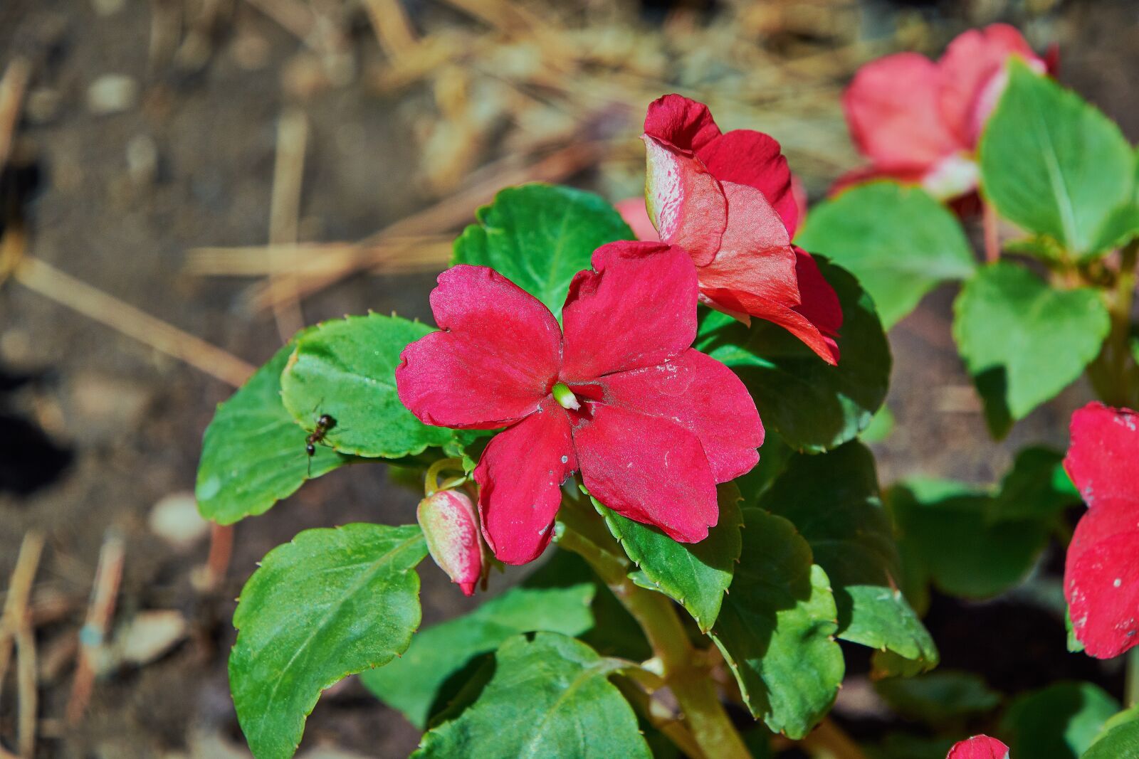 Nikon D7200 sample photo. Flower, red, summer photography