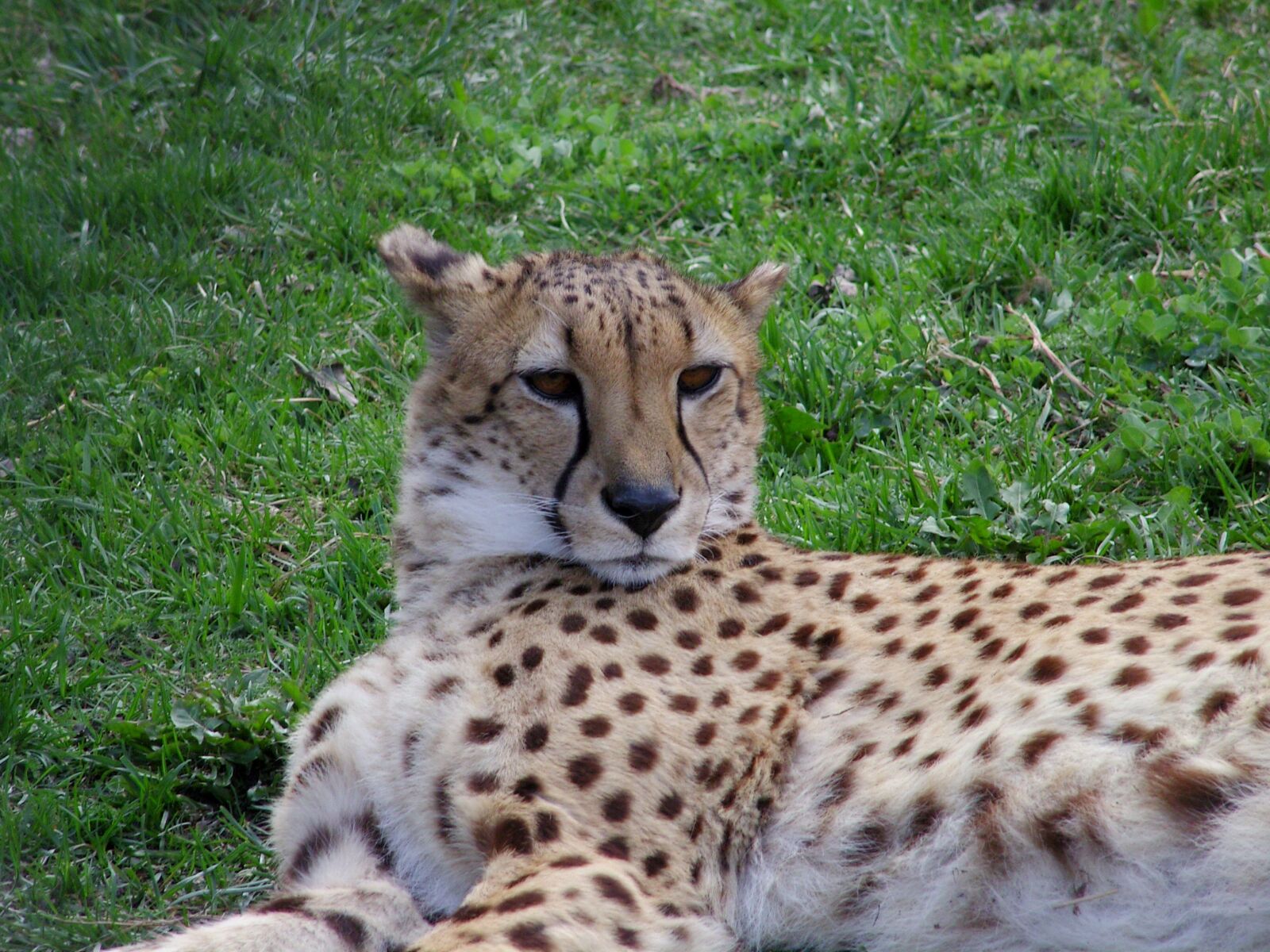 Samsung VLUU NV 7, NV 7 sample photo. Cheetah, chita, big cat photography