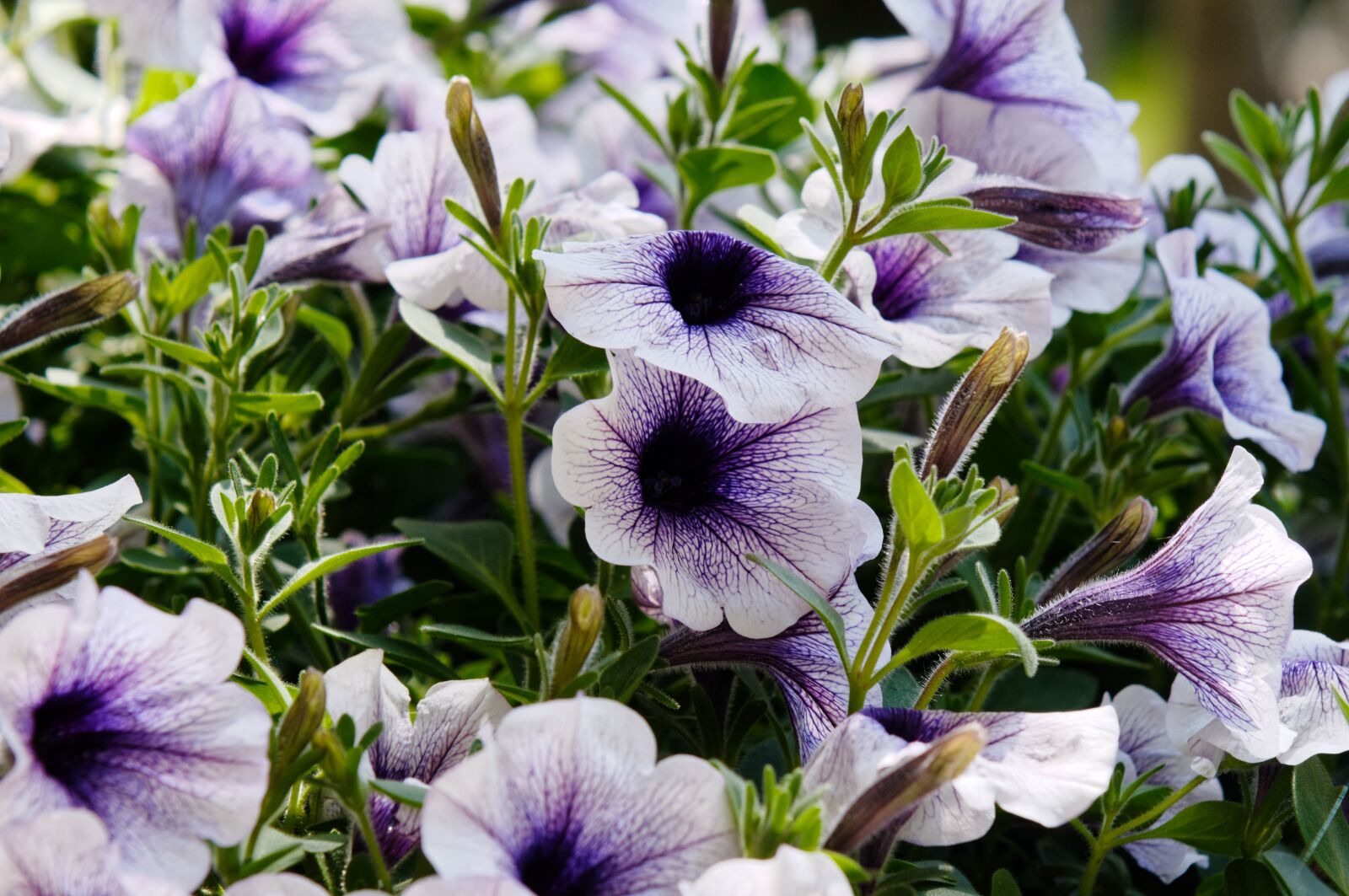 Sony SLT-A57 sample photo. Flowers, surfinie, potted photography
