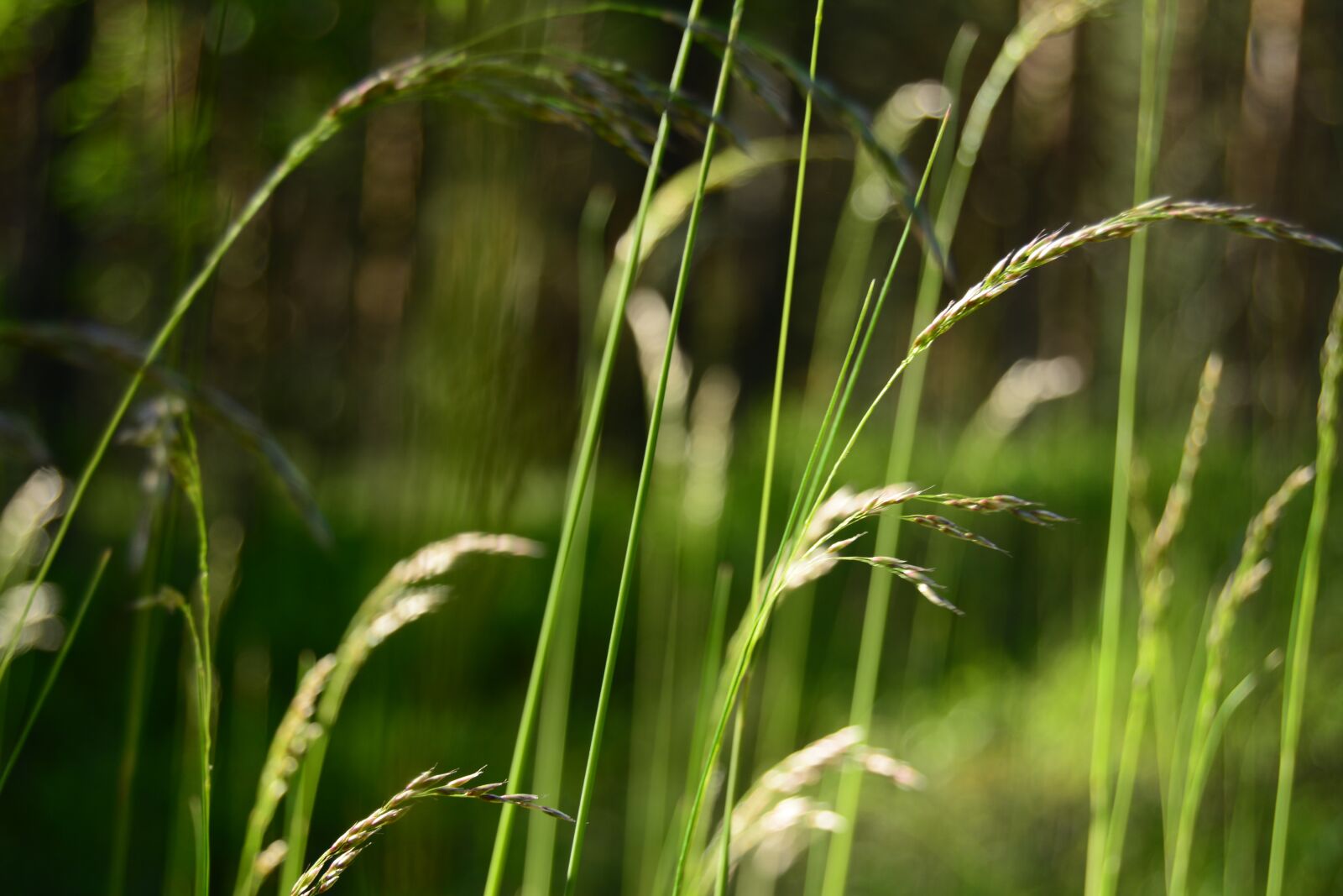 Nikon D5200 sample photo. Grass, green, forest photography
