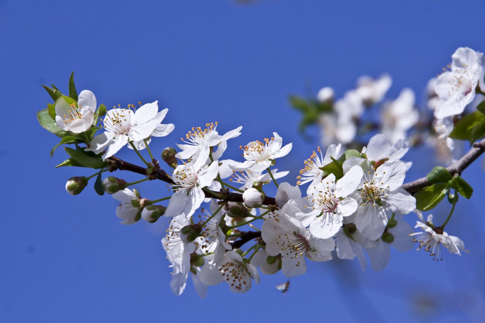 Canon EOS 350D (EOS Digital Rebel XT / EOS Kiss Digital N) sample photo. Plum flower, spring, nature photography