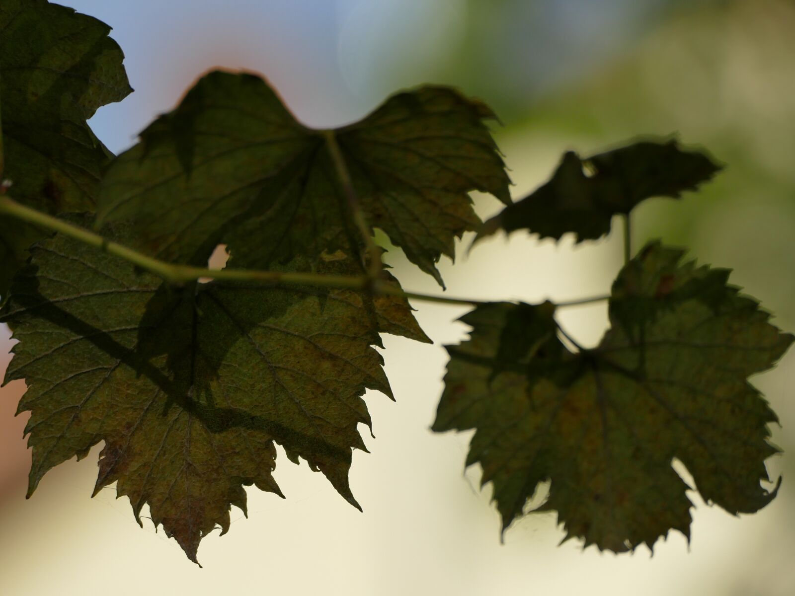Panasonic Lumix DMC-FZ1000 sample photo. Letter, grape, autumn photography