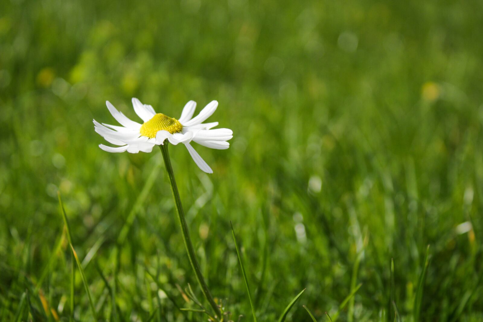 Canon EOS 2000D (EOS Rebel T7 / EOS Kiss X90 / EOS 1500D) sample photo. Daisy, flower, spring photography