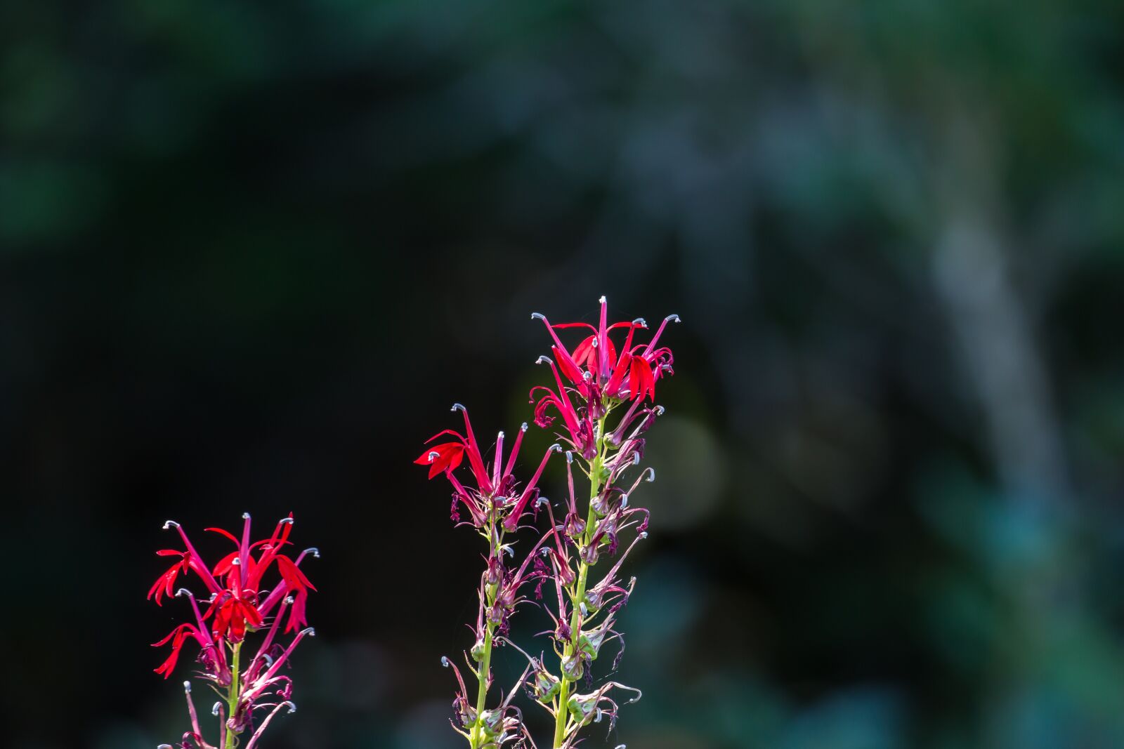 Canon EOS 70D + Canon EF 100-400mm F4.5-5.6L IS II USM sample photo. Wildflower, nature, red photography