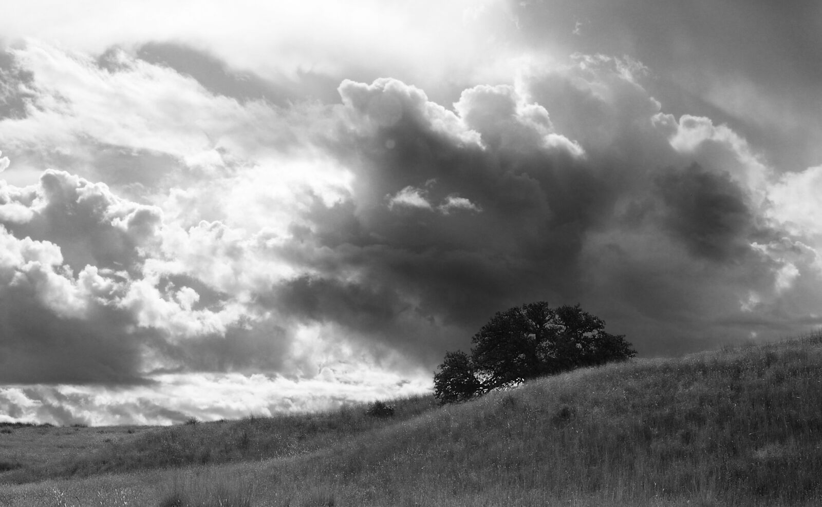 Canon EOS 500D (EOS Rebel T1i / EOS Kiss X3) sample photo. Greyscale, photo, of, a photography