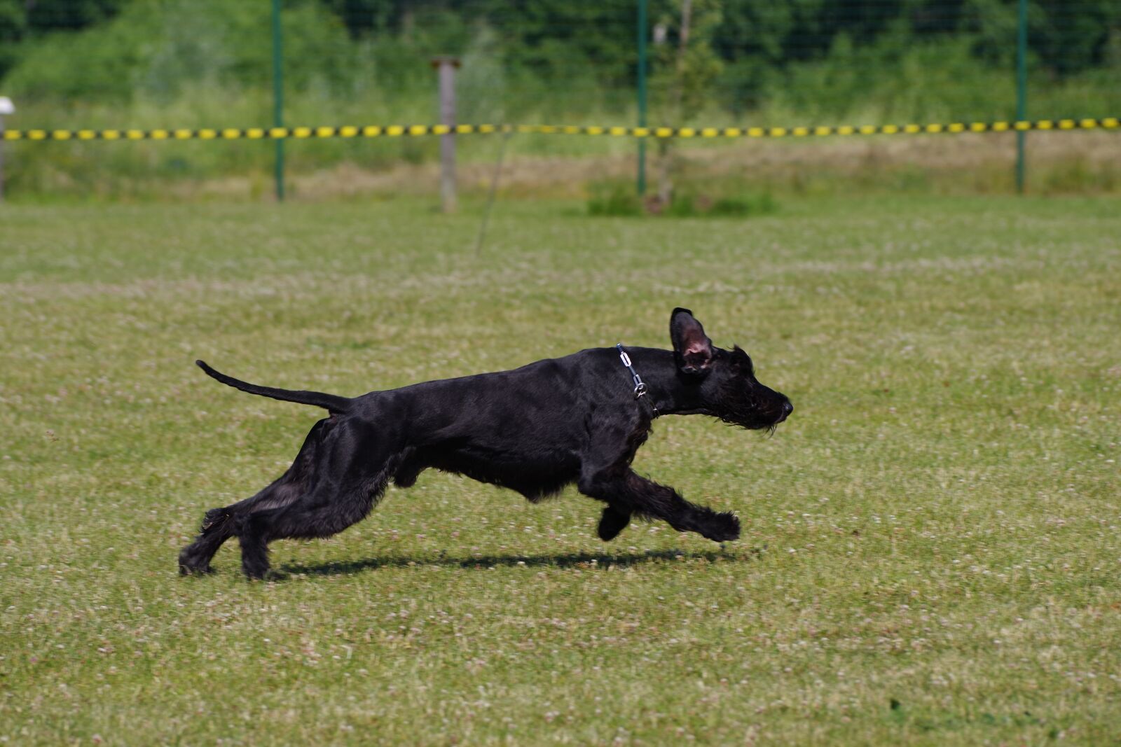 Pentax K-1 sample photo. Giant schnauzer, running, dog photography