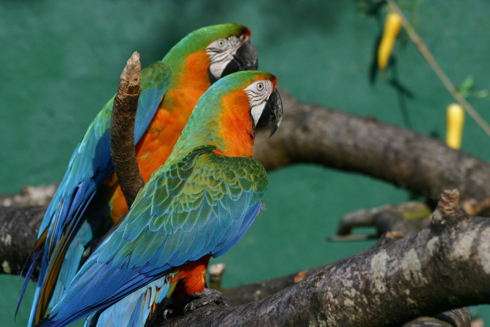 Canon EOS 300D (EOS Digital Rebel / EOS Kiss Digital) sample photo. Birds, parrot, branch photography