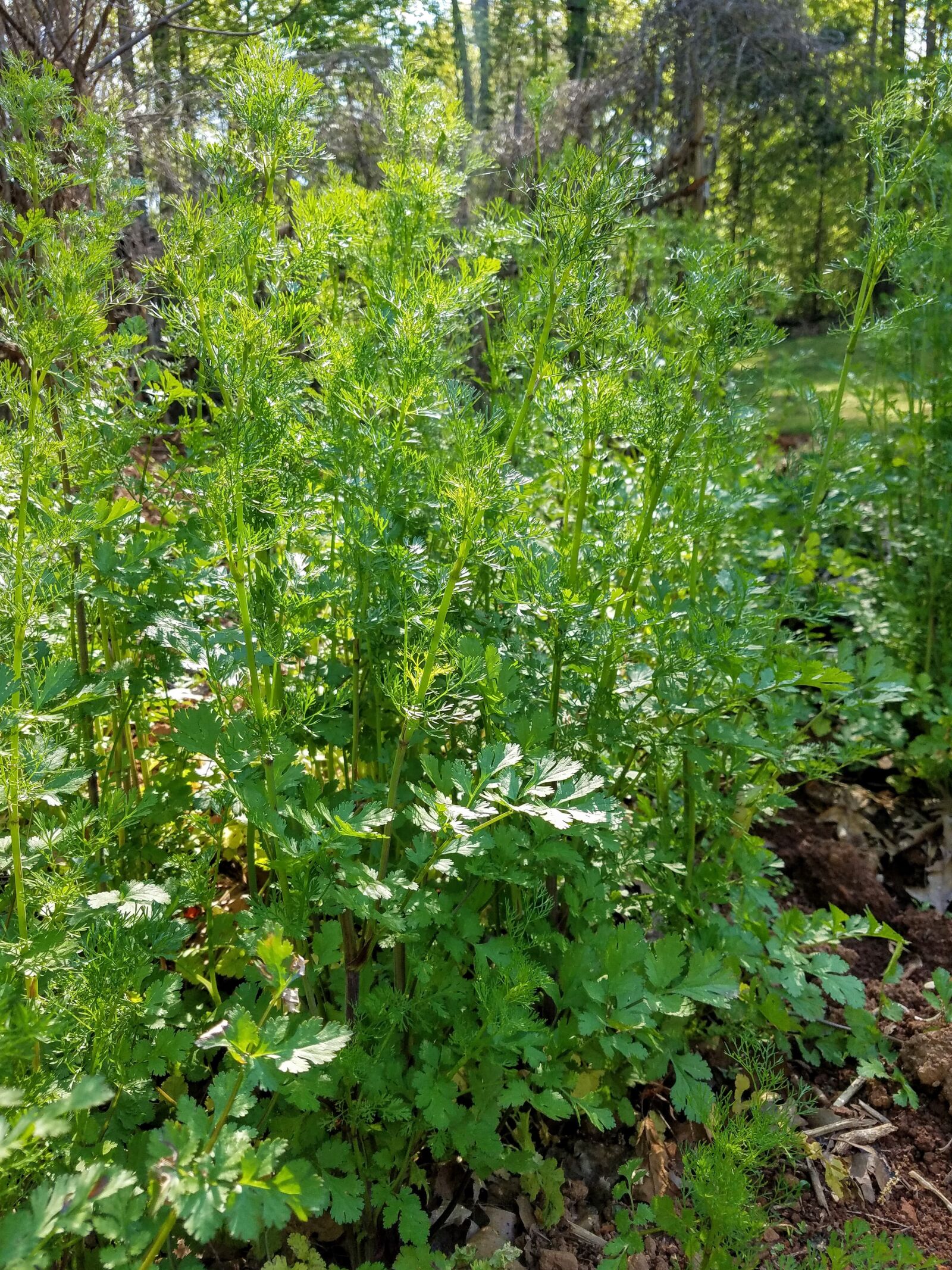 Samsung Galaxy S7 sample photo. Cilantro, vegetables, spring photography
