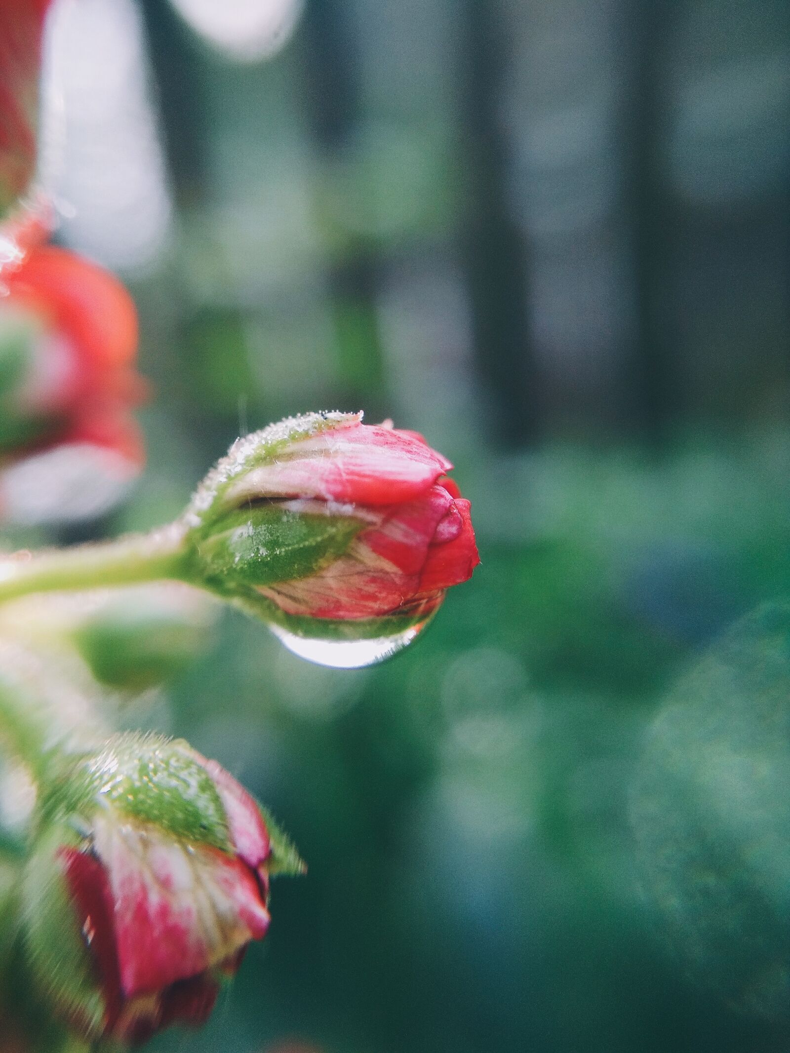 Xiaomi Redmi 4X sample photo. Flower, drop, macro photography
