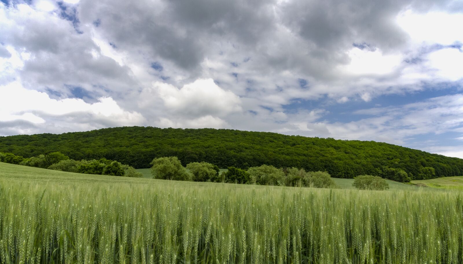 Nikon D7000 sample photo. Country, forest, nature photography
